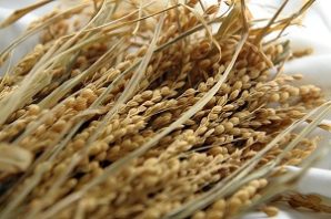 RIZ