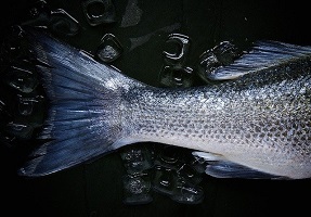 POISSON