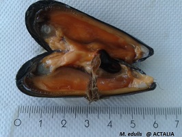 MOULE