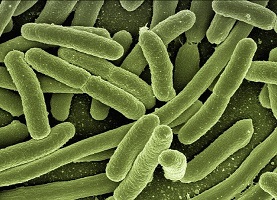 e coli