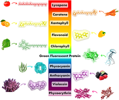 PIGMENT VEGETAL