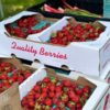 caissettes fraises