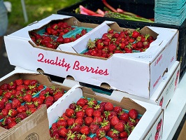 caissettes fraises