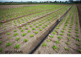 champ légumes