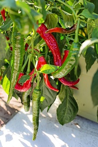 piment