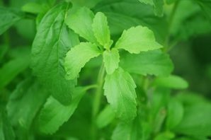 stevia pixabay