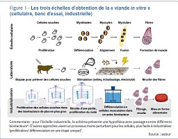 VIANDE IN VITRO