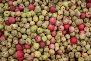 pomme à cidre