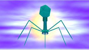 bacteriophage