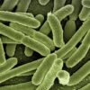 e. coli