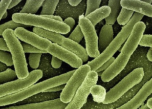 e. coli