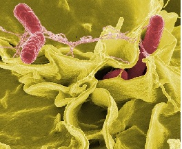 bactérie