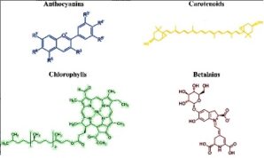 COLORANT