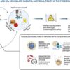 microplastiques vecteurs