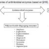 enzymes antimicrobiennes