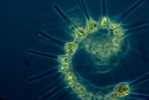 phytoplancton