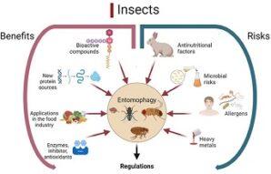 insecte utilisation