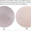 biofilm e.coli