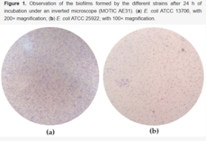 biofilm e.coli