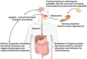 digestibilité