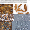 microscopie café