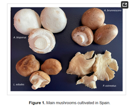 champignons